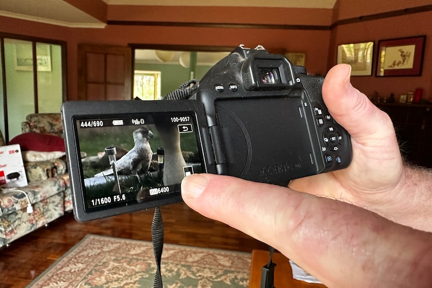 A man points to a picture of a bird displayed on a screen on the back of a digital camera.