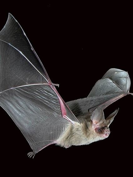 Library pic: A bat flying