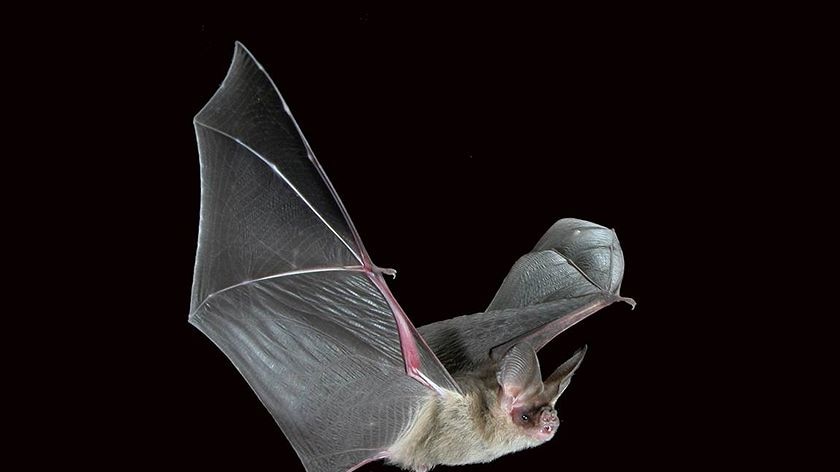 Library pic: A bat flying