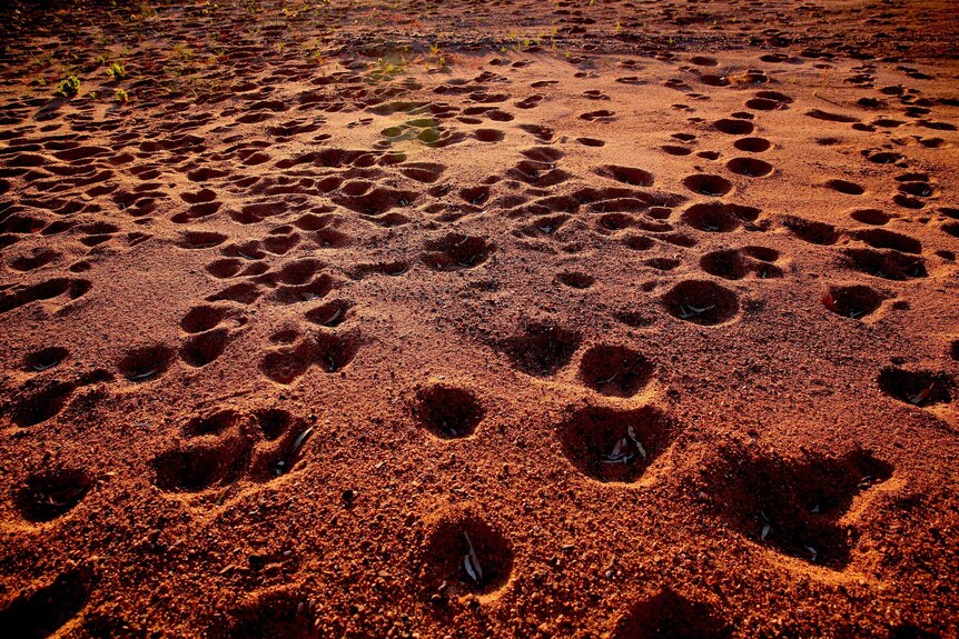 A landscape of red sandy dirt with small shallow holes