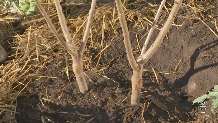 Two plant trunks planted together in the same hole