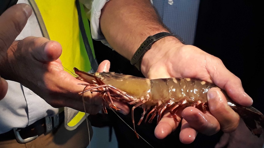 A large, uncooked prawn in a man's hands