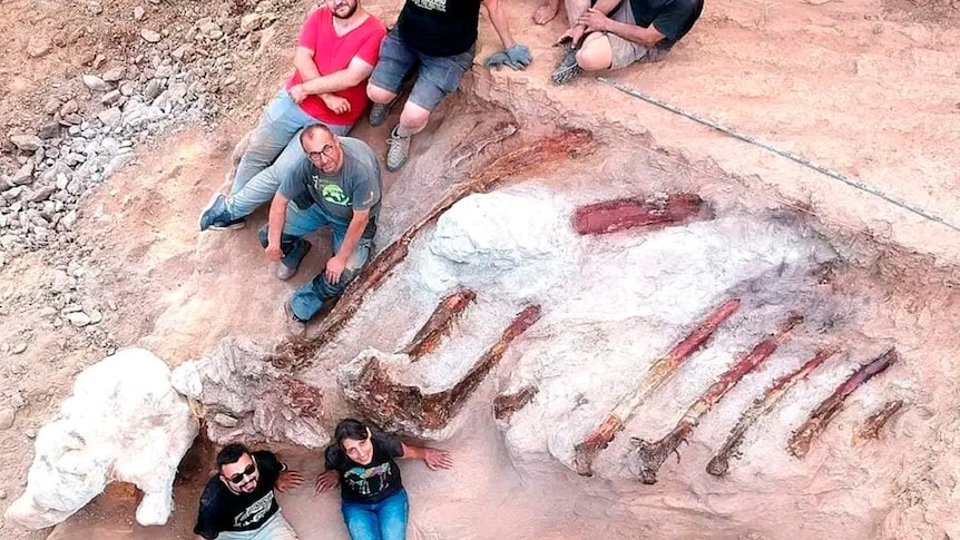 Researchers recently spent 10 days examining the fossil.(Twitter: Faculty of Sciences of the University of Lisbon)
