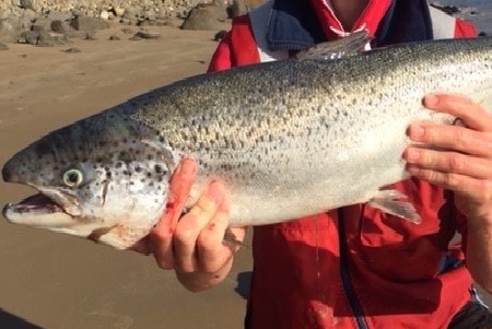 Atlantic salmon caught near Hobart, after escaping from fish farm pens following a storm in May.
