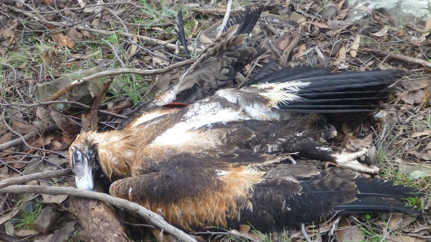 A dead Wedge-tailed Eagle dumped on the forest floor.