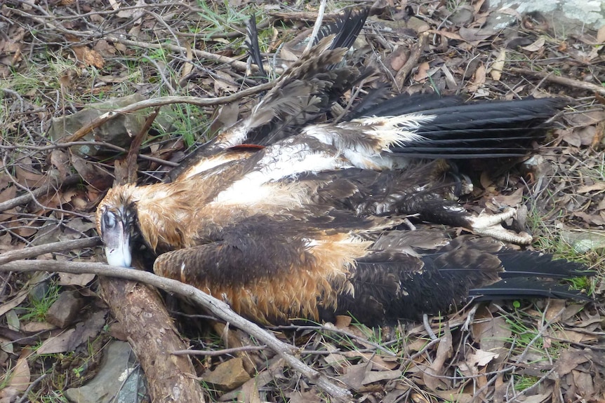 A dead Wedge-tailed Eagle dumped on the forest floor.