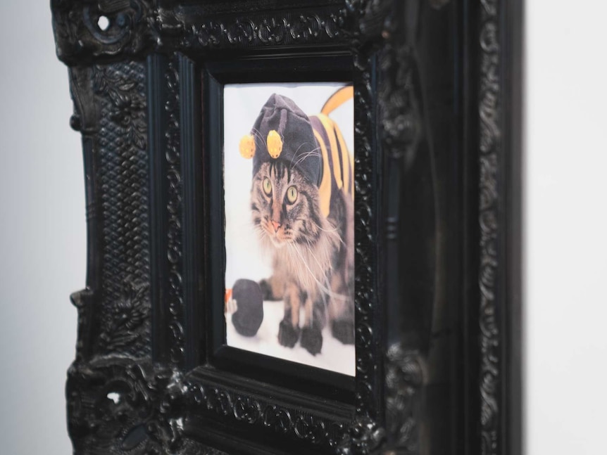 A framed photo of a cat wearing a bee outfit on a wall.