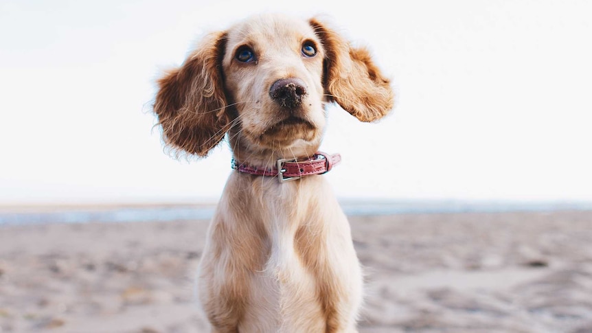 A puppy on the beach stares up at the sky.