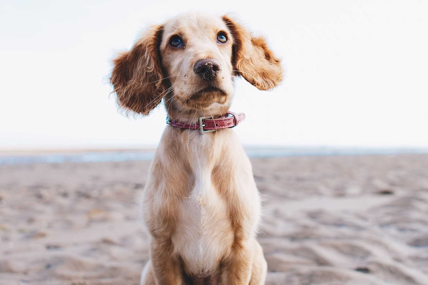 A puppy on the beach stares up at the sky