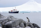 Penguin with a ship in the background