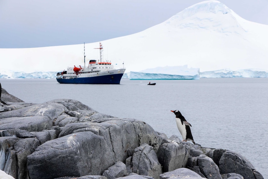 Penguin with a ship in the background.