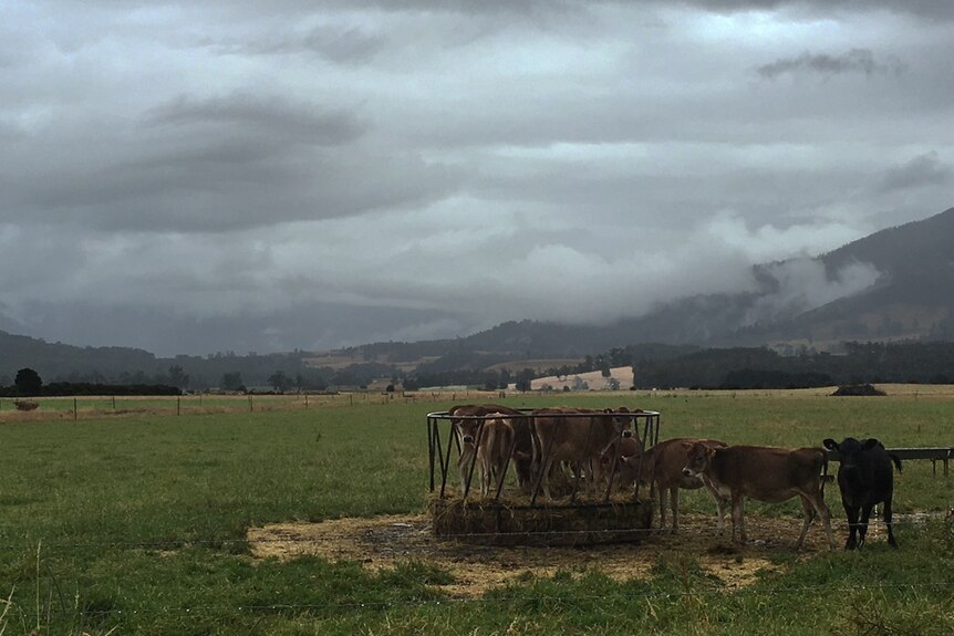 Dairy heifers first rain