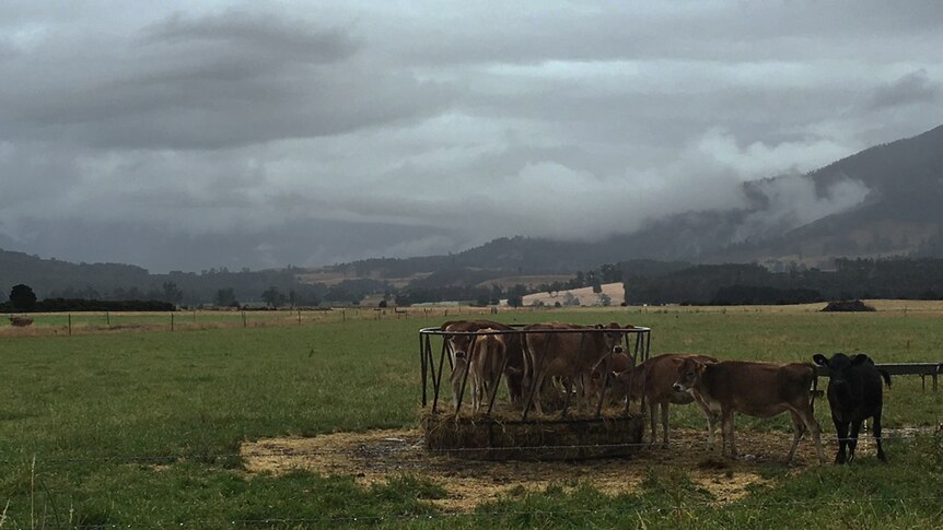Dairy heifers first rain