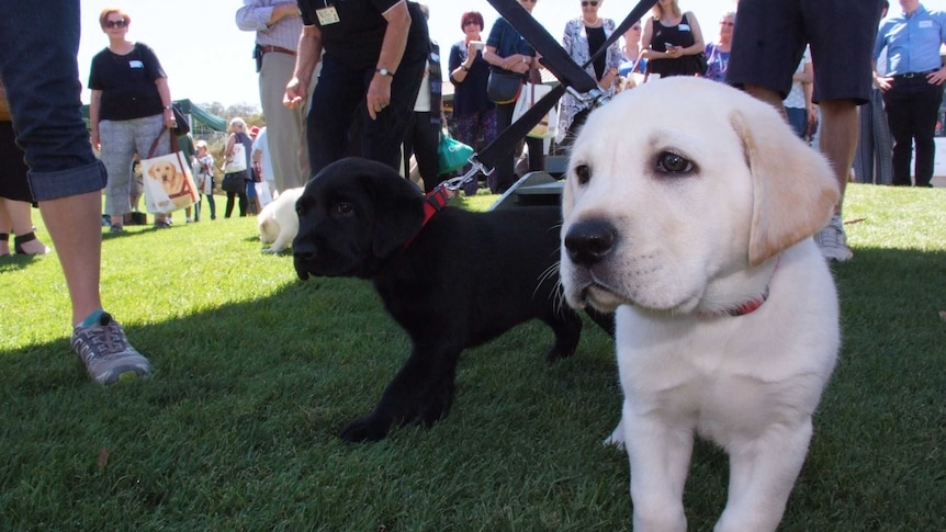 Two puppies on leads.