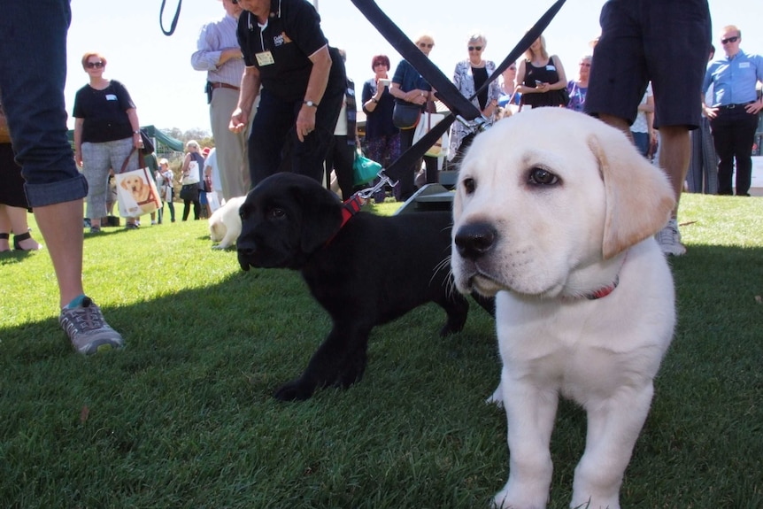 Two puppies on leads.