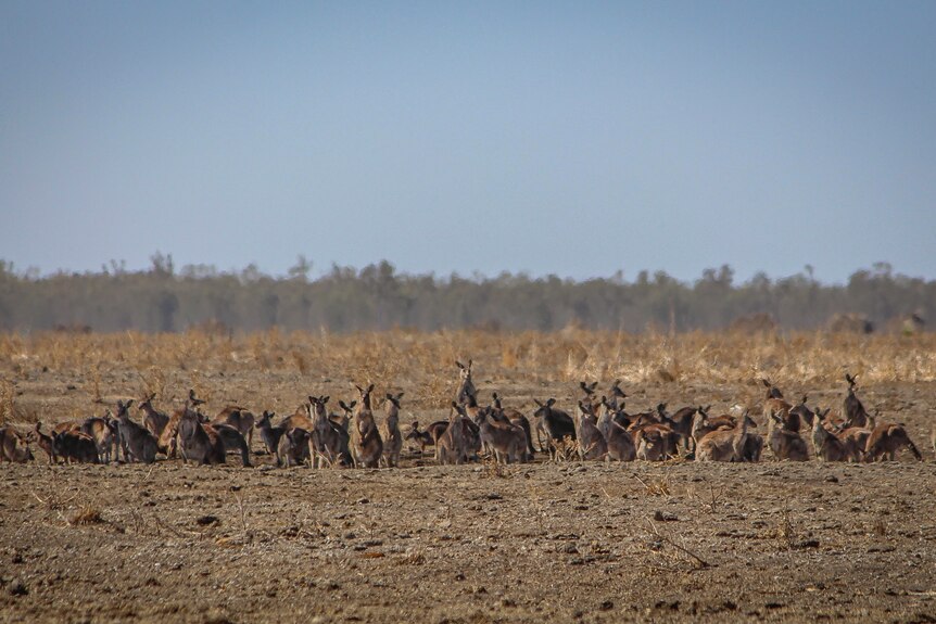 A mob of kangaroos stands on a dried out area of land on the Macquarie Marshes.