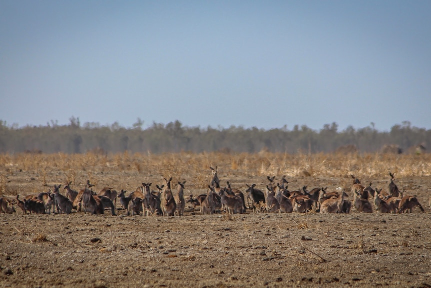 A mob of kangaroos stands on a dried out area of land on the Macquarie Marshes.