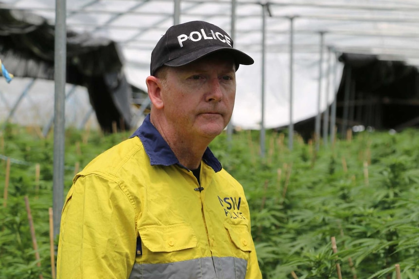 A man in a police cap stands amongst cannabis plants.