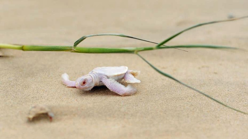 Albino turtle at Castaways Beach