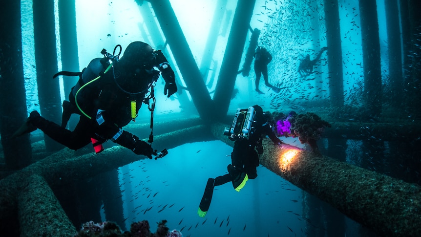 Scuba divers swim around a reef that has formed on the steel bars of an oil rig.