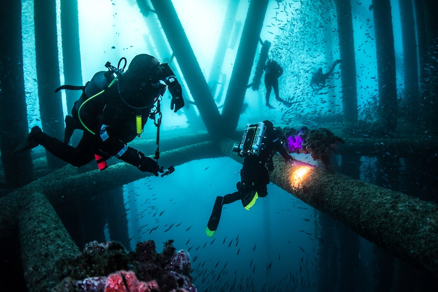 Scuba divers swim around a reef that has formed on the steel bars of an oil rig.