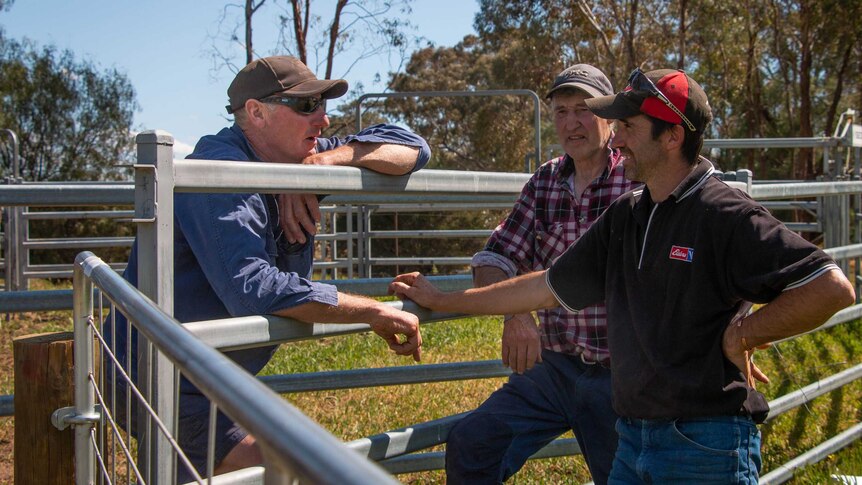 A man leans on a fence chatting to local dairy farmers.