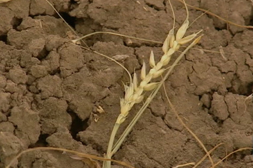 Drought continues to afflict Australian farmers.