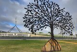 The tree sits on the lawns of Federation Mall, outside Parliament House. Its roots are wrapped around a stone.