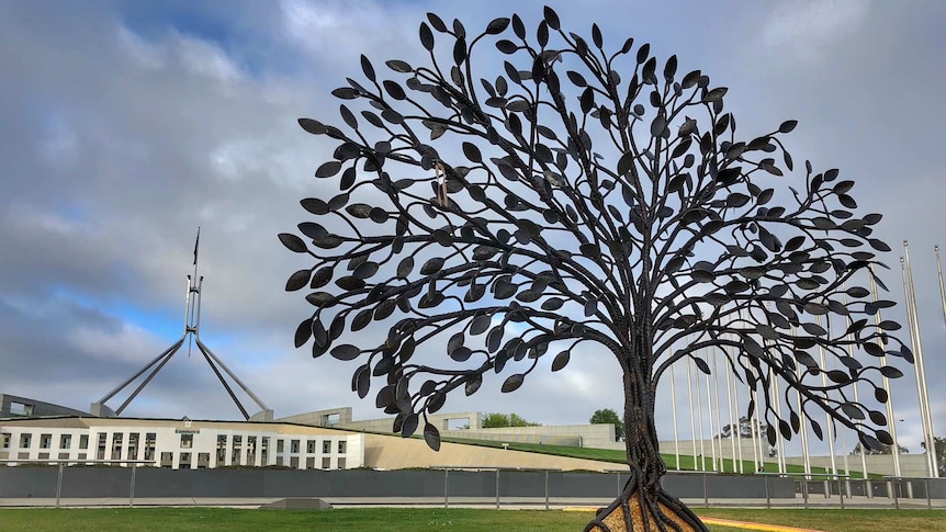 The tree sits on the lawns of Federation Mall, outside Parliament House. Its roots are wrapped around a stone.