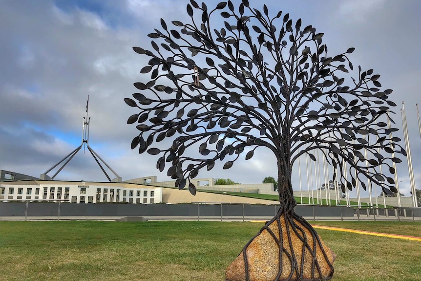 The tree sits on the lawns of Federation Mall, outside Parliament House. Its roots are wrapped around a stone.