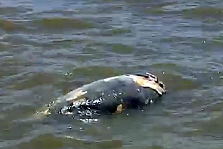 Dead dugongs have been found in the harbour over the past couple of months.