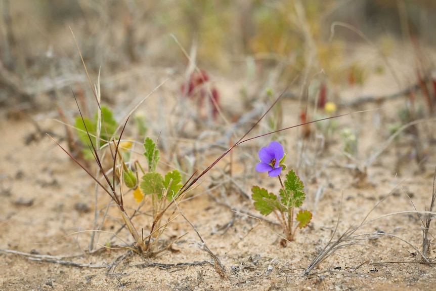 Desert wildflower