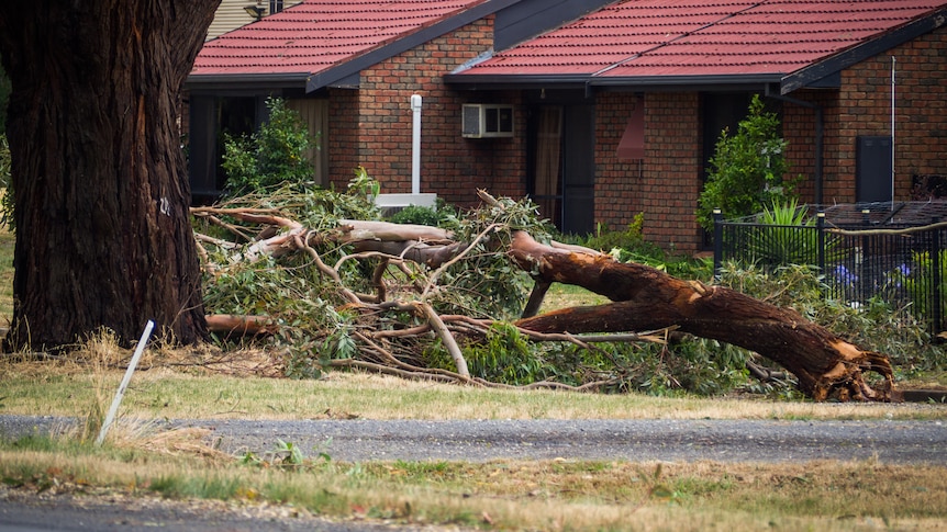 A tree is laying overthe road