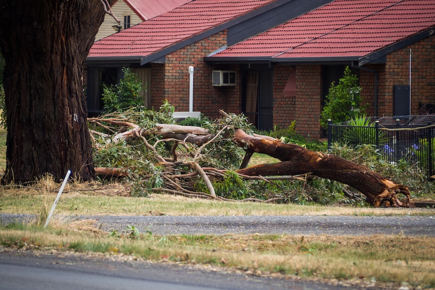 A tree is laying overthe road