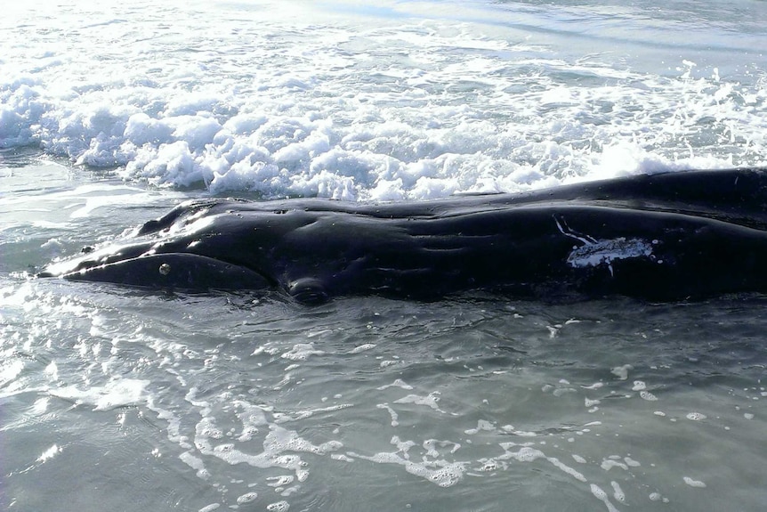 Sharks are being attracted to a popular Albany beach by a whale carcass