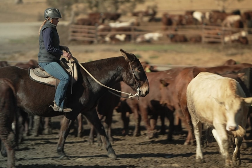 Photo of a woman riding a mule.