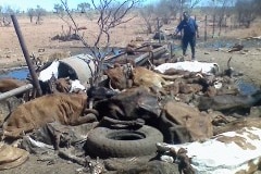 A number of cattle pictured which died on a remote pilbara station in 2012