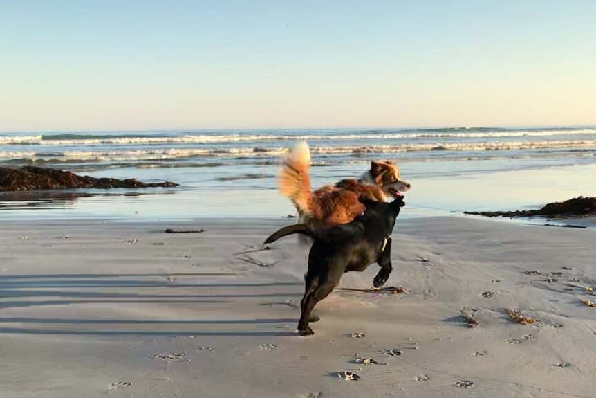 Two dogs running along a beach.