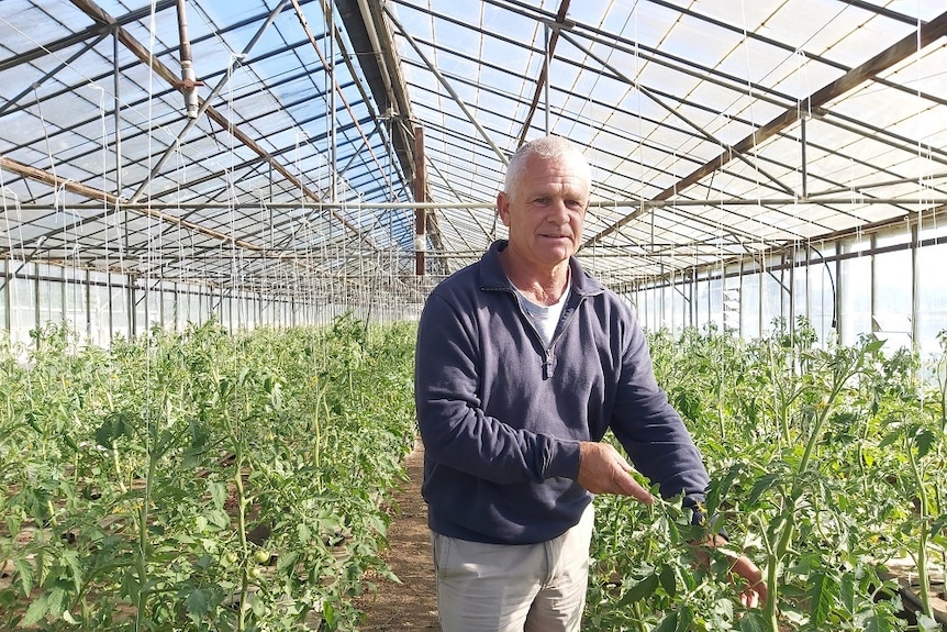 A man stands amid rows of tomato vines inside a glasshouse.