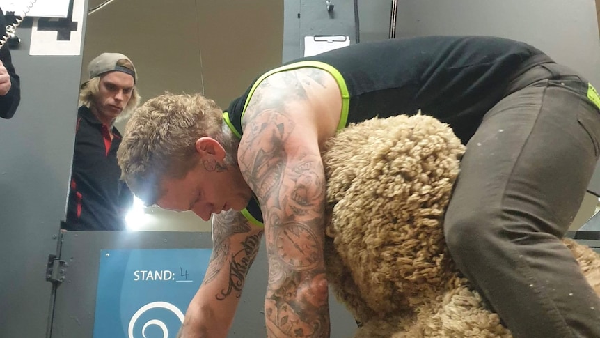 A man with tattoos hunches over a sheep while shearing 