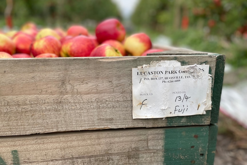 Close-up of a white Lucaston Park Orchards tag on a wooden bin full of apples