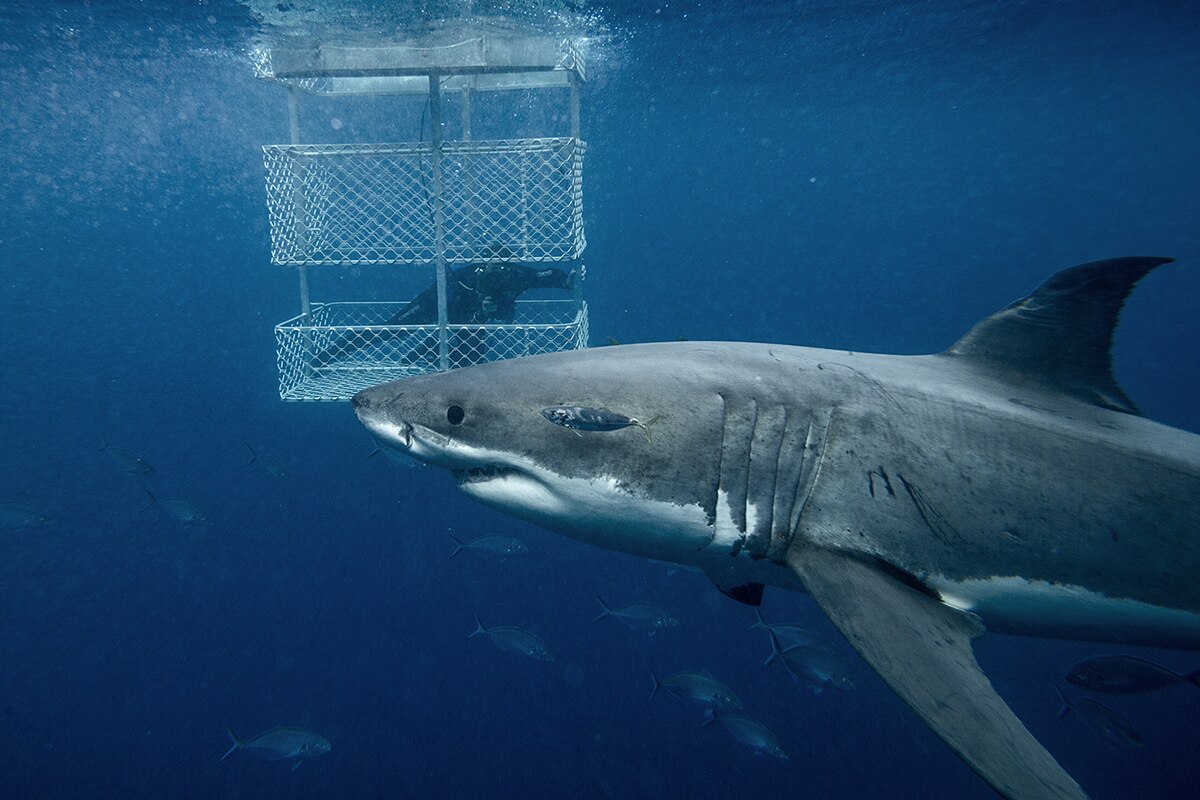 Photographing great white sharks a 'spiritual experience' - ABC News