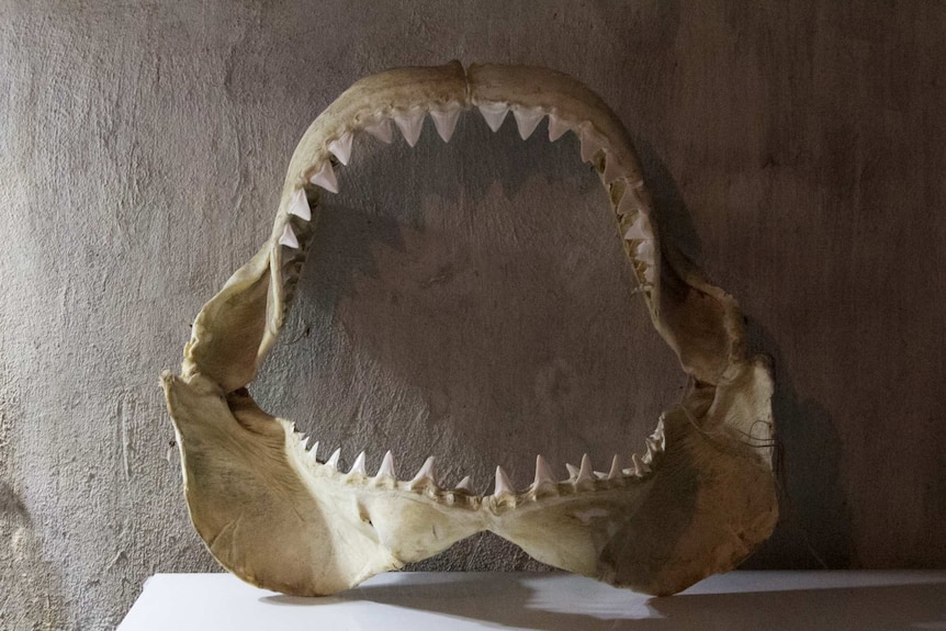 The jaws of a great white shark resting against the wall