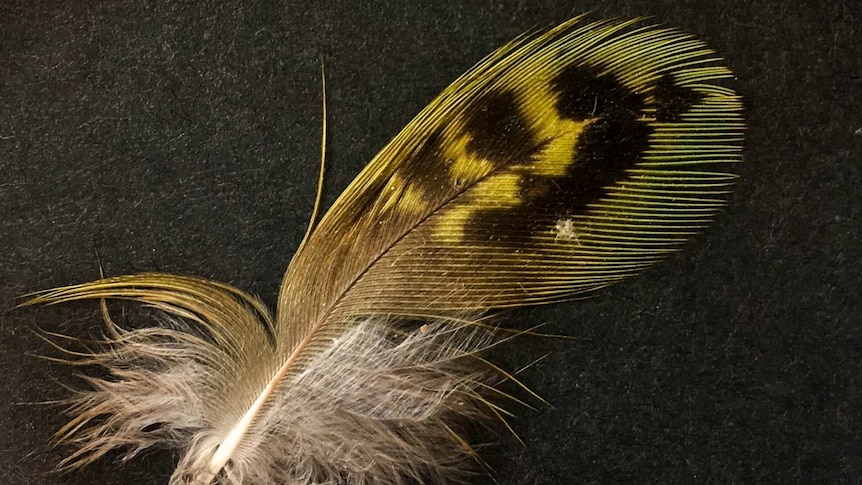 Night parrot feather