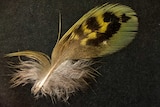Night parrot feather