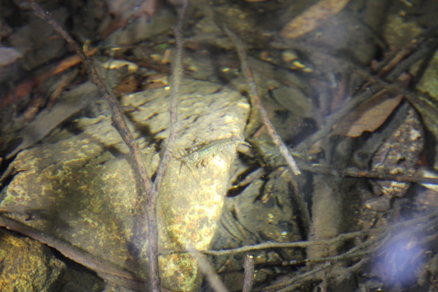 A crustacean in a pond on leaf litter, very hard to spot.