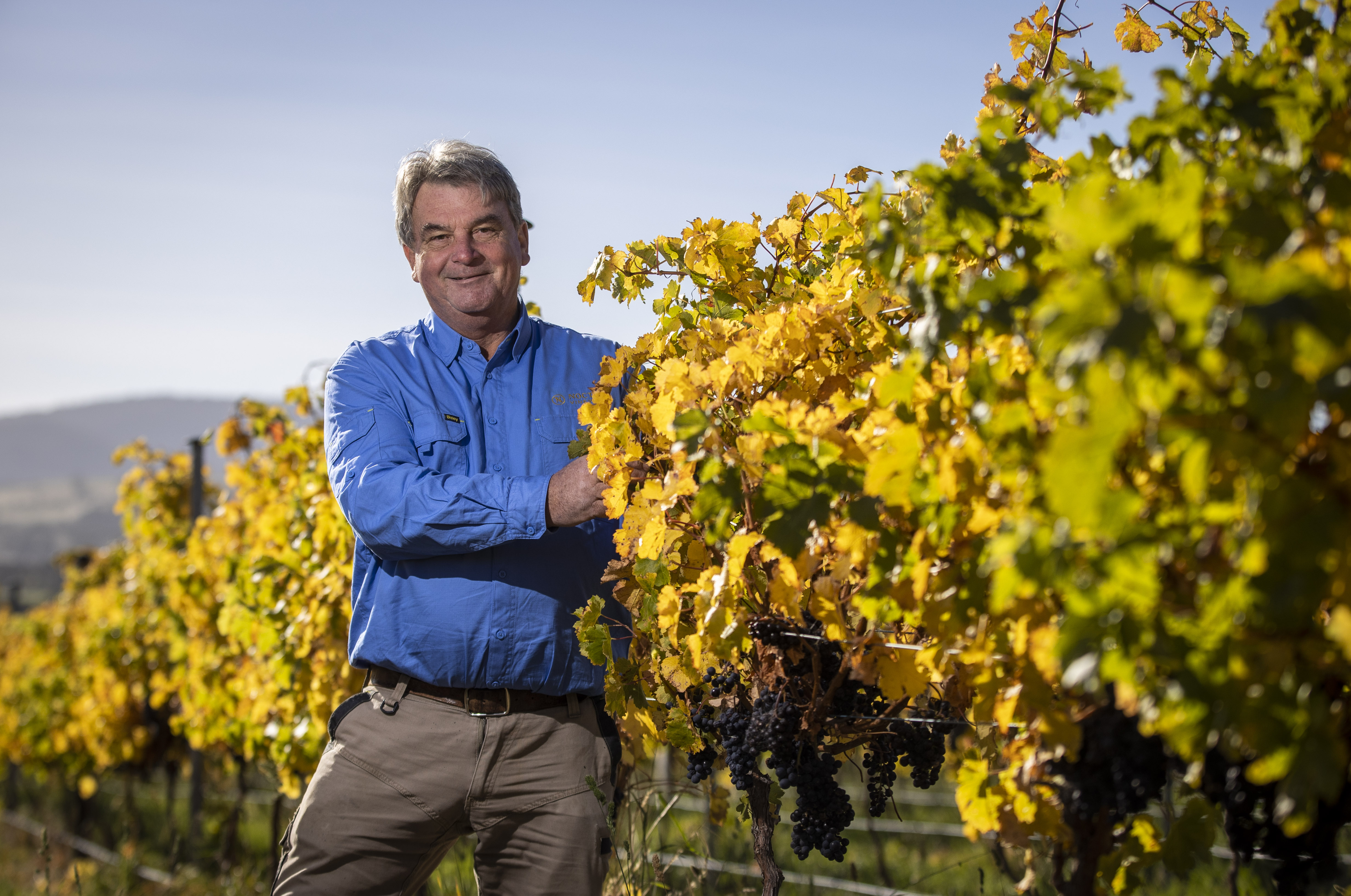 Losing the Chinese market forces a Tasmanian vineyard to focus on local markets - ABC News