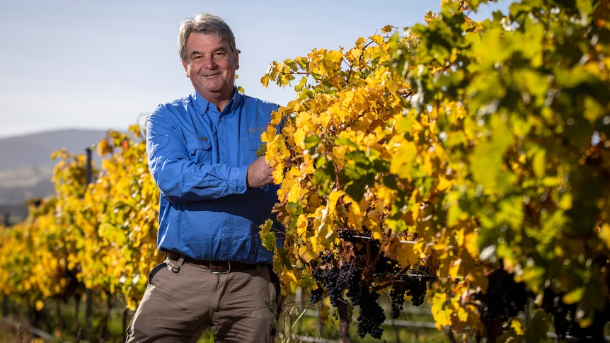 man standing next to wine grape vine