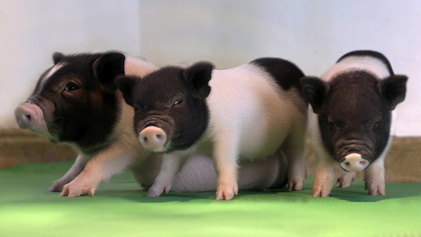Close-up of three identical piglets