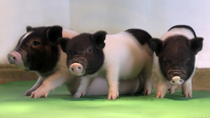 Genetically modified pigs